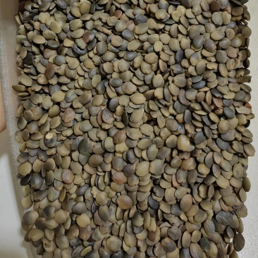 巨紫荆种子大量出售