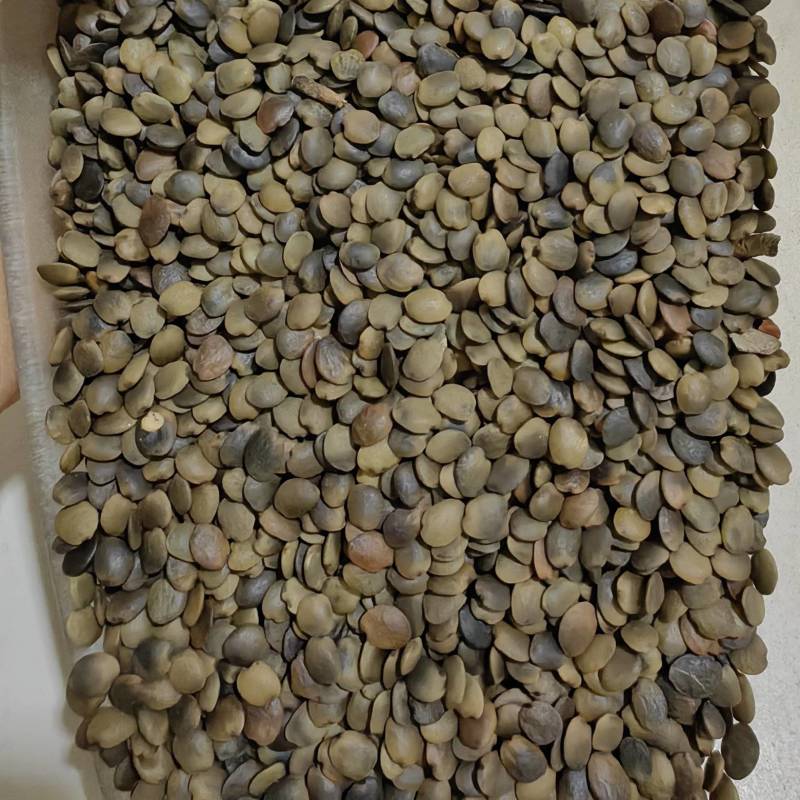 巨紫荆种子大量出售