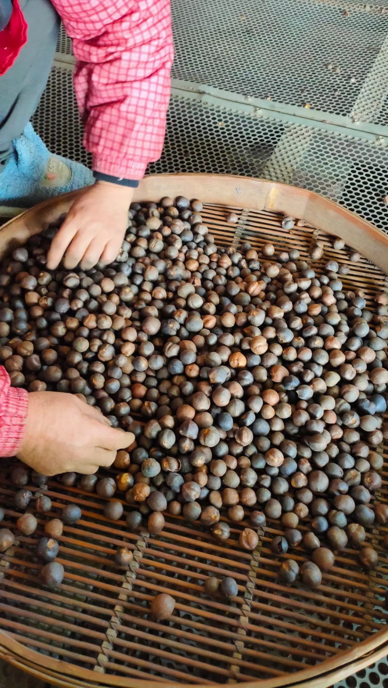 正宗高山茶油