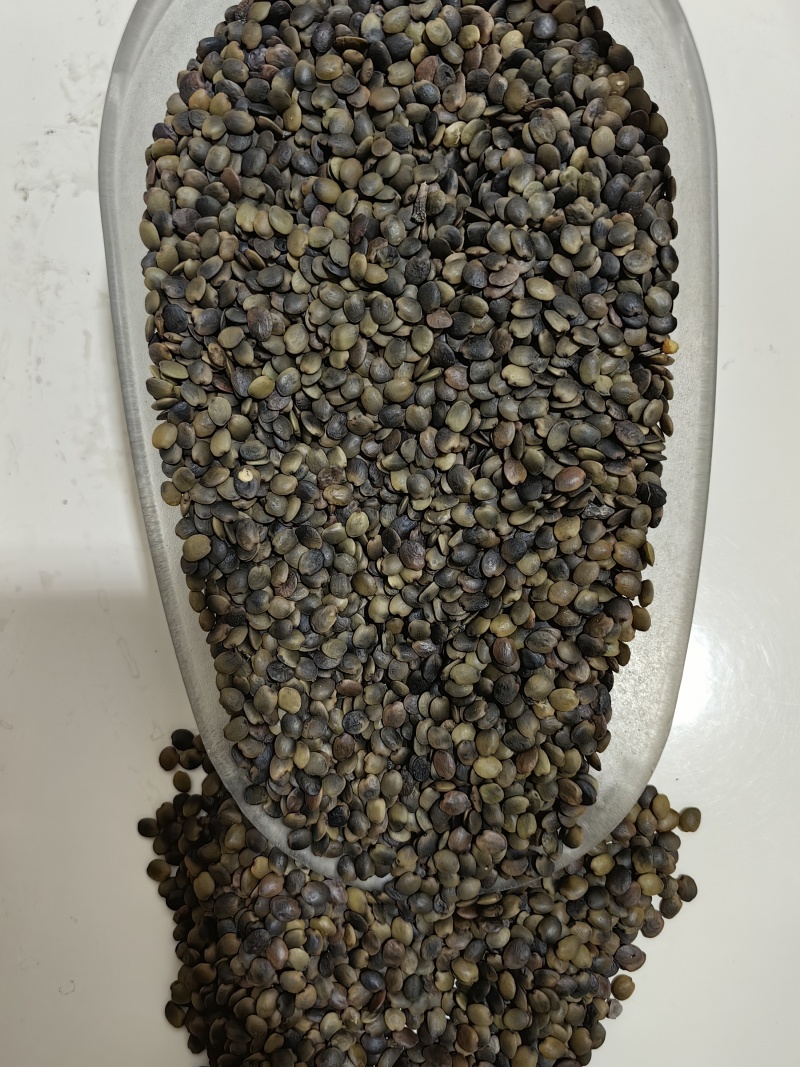 巨紫荆种子大量出售