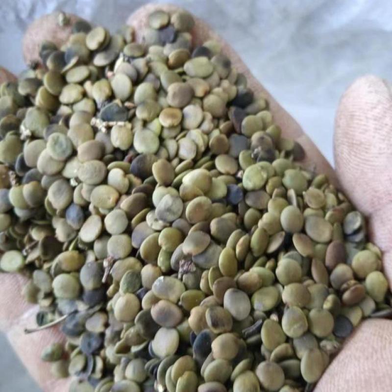 巨紫荆种子大量出售