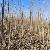 滨州惠民自家大规模种植出售杨树苗，107杨树苗