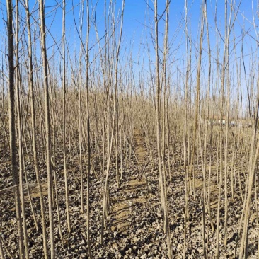 滨州惠民自家大规模种植出售杨树苗，107杨树苗
