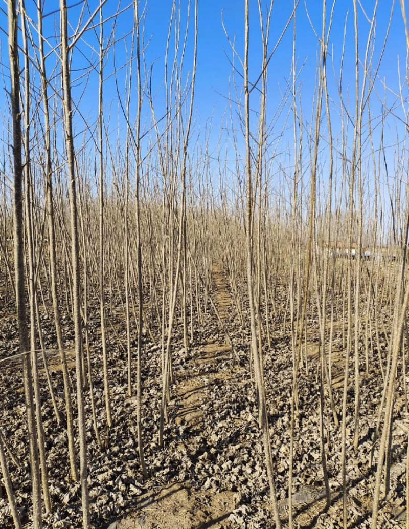 滨州惠民自家大规模种植出售杨树苗，107杨树苗