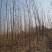滨州惠民自家大规模种植出售杨树苗，107杨树苗