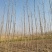 滨州惠民自家大规模种植出售杨树苗，107杨树苗