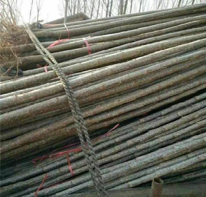 滨州惠民自家大规模种植出售杨树苗，107杨树苗