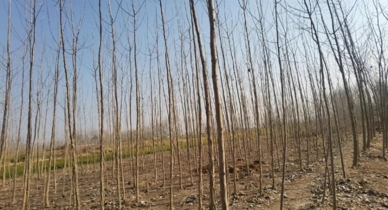 滨州惠民自家大规模种植出售杨树苗，107杨树苗