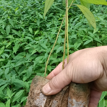 木姜子杯苗