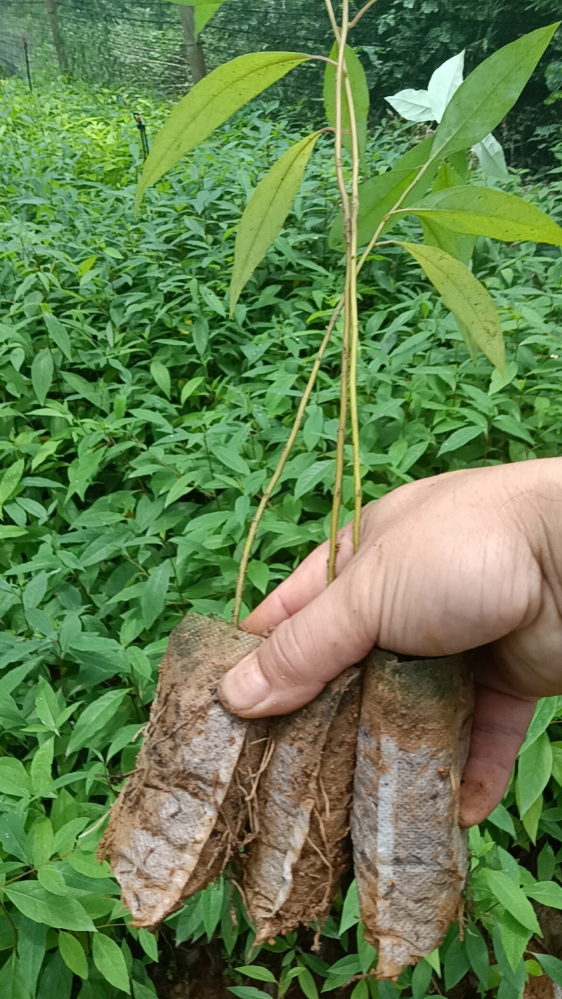 木姜子杯苗