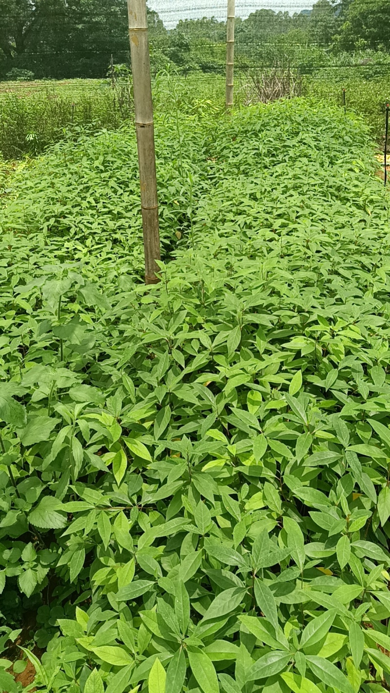 木姜子杯苗