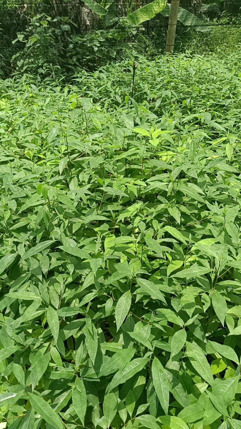 木姜子杯苗