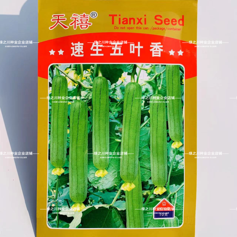 天禧速生五叶香丝瓜种子白籽香味浓极早熟丝瓜种子黑籽香丝瓜