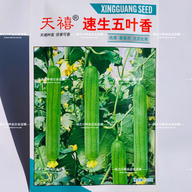 天禧速生五叶香丝瓜种子白籽香味浓极早熟丝瓜种子黑籽香丝瓜
