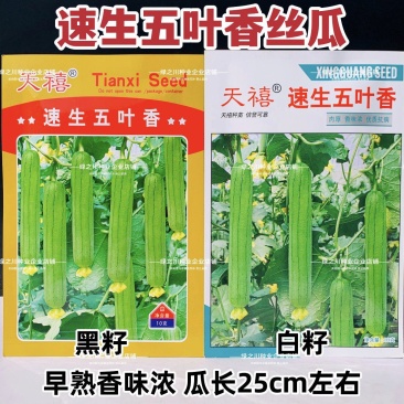 天禧速生五叶香丝瓜种子白籽香味浓极早熟丝瓜种子黑籽香丝瓜