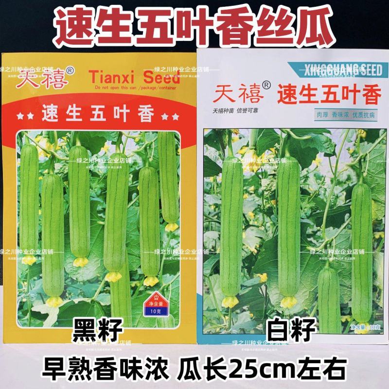 天禧速生五叶香丝瓜种子白籽香味浓极早熟丝瓜种子黑籽香丝瓜