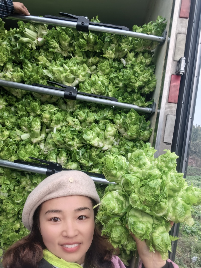 精品儿菜，多仔菜早、中、晚熟都有。保质保量