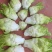 精品儿菜，多仔菜早、中、晚熟都有。保质保量