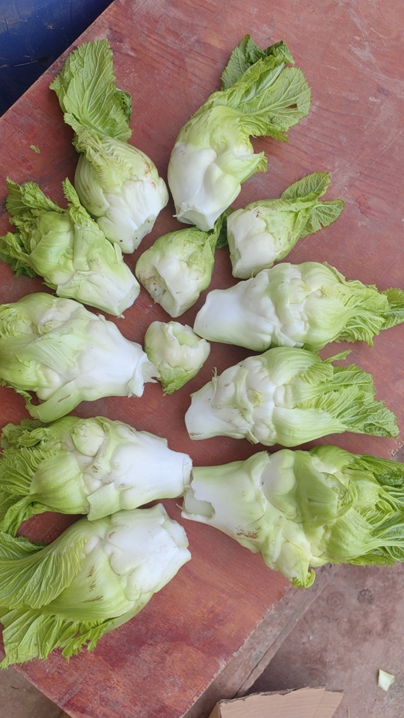 精品儿菜，多仔菜早、中、晚熟都有。保质保量