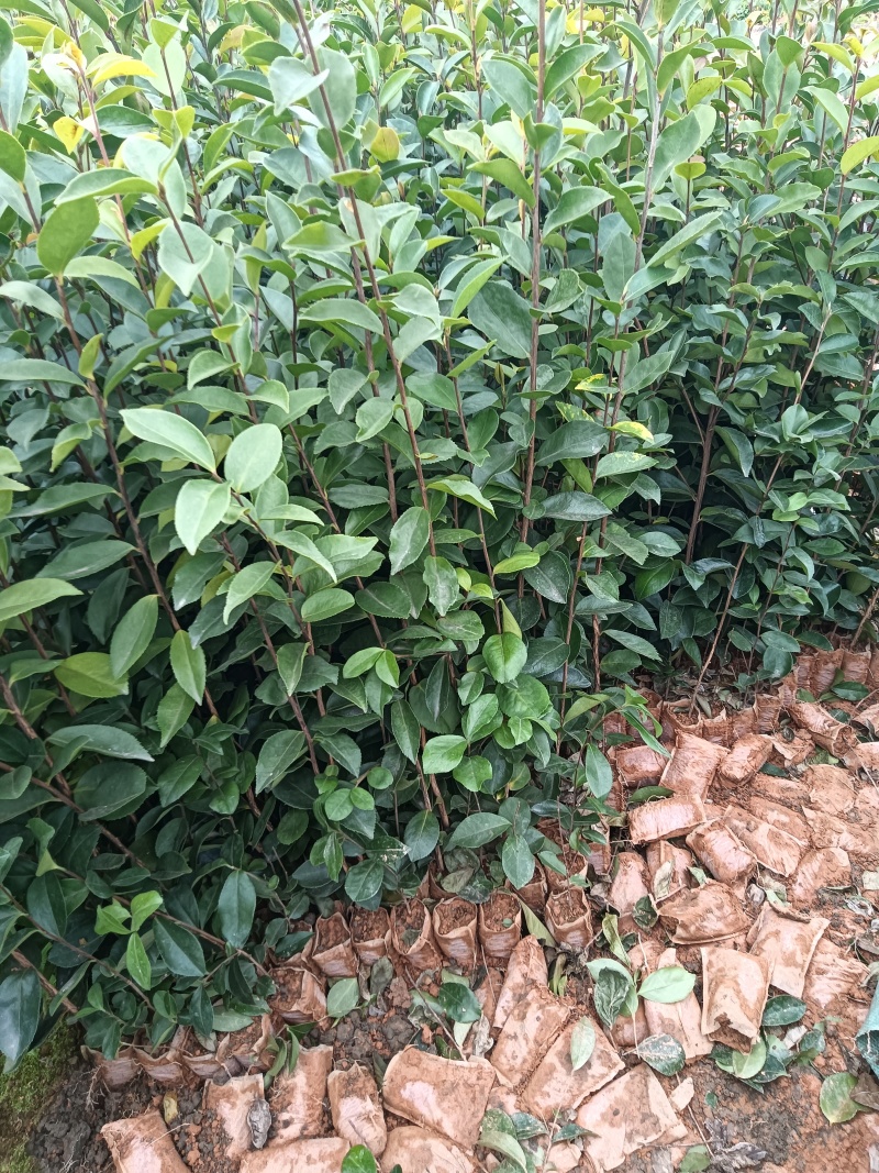 油茶杯苗