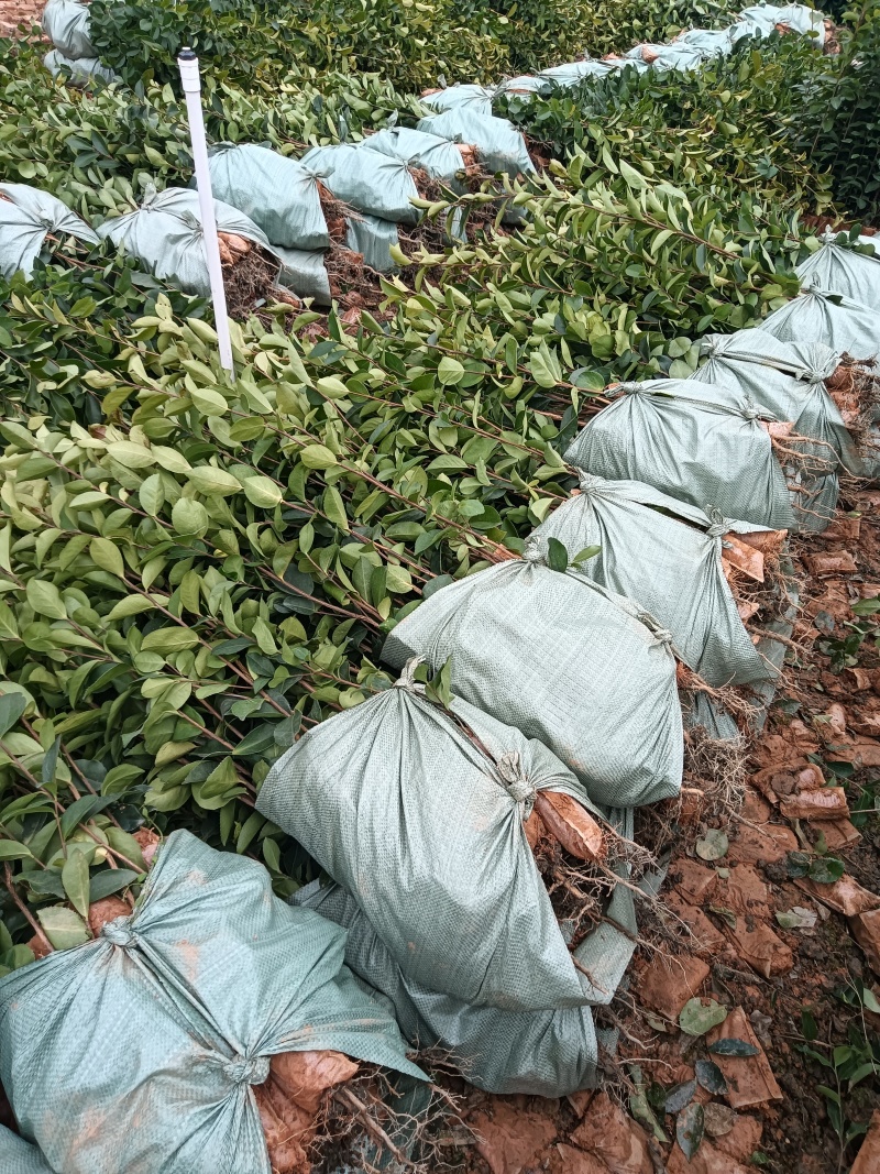 油茶杯苗