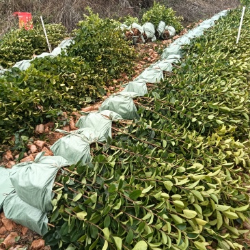 油茶杯苗