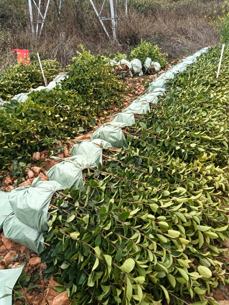 油茶杯苗