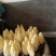 金玉兰菜质优价廉、富含多种维生素和矿物质脆香甜自产自销送