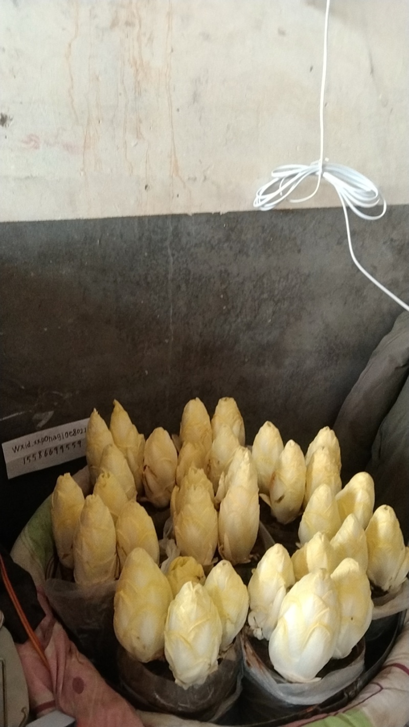 金玉兰菜质优价廉、富含多种维生素和矿物质脆香甜自产自销送