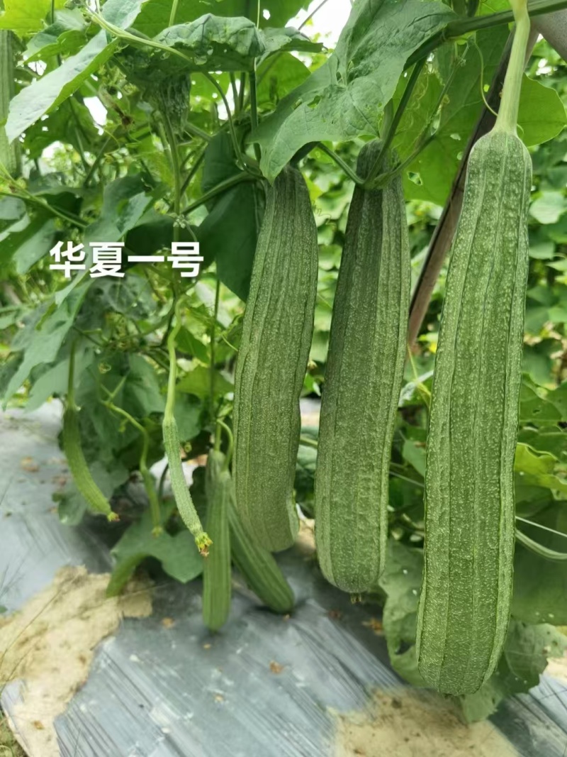 华夏1号肉丝瓜种子高产夏秋耐热有棱丝瓜种籽子蔬菜