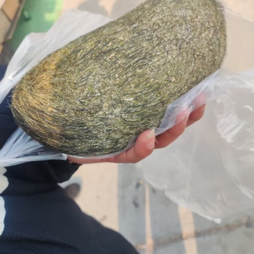 猪宝