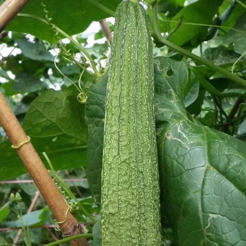 华农大夏花2号杂交肉丝瓜种子富丽春夏秋季耐高温花点棱丝瓜