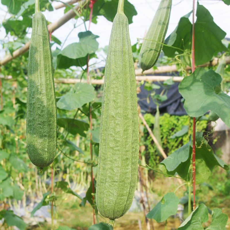 华农大夏花2号杂交肉丝瓜种子富丽春夏秋季耐高温花点棱丝瓜
