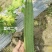 华农大夏花2号杂交肉丝瓜种子富丽春夏秋季耐高温花点棱丝瓜