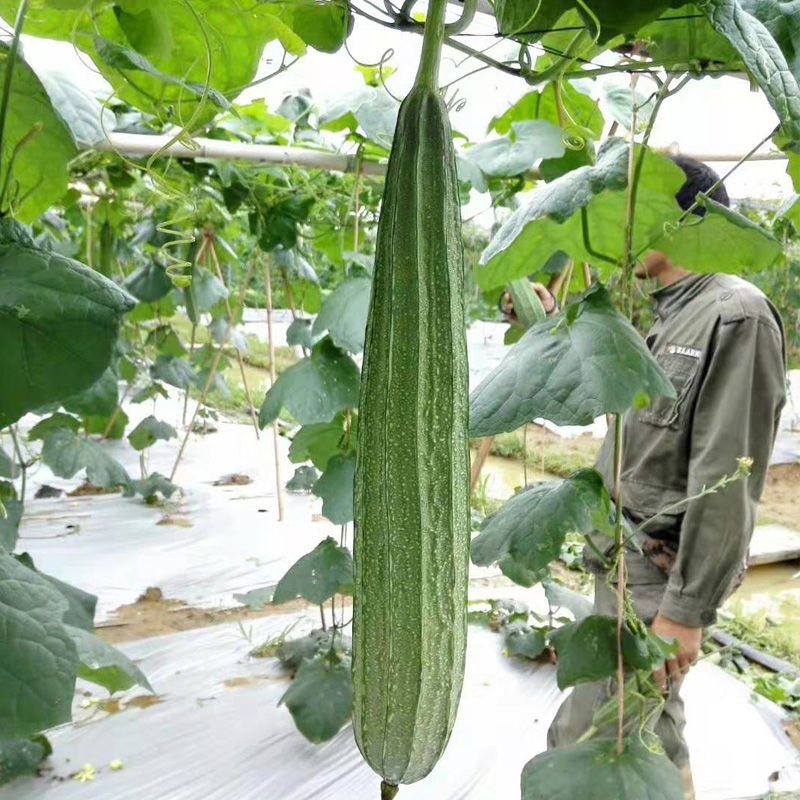 华农大夏花2号杂交肉丝瓜种子富丽春夏秋季耐高温花点棱丝瓜