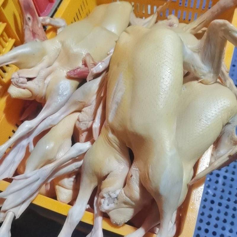 白条鸭