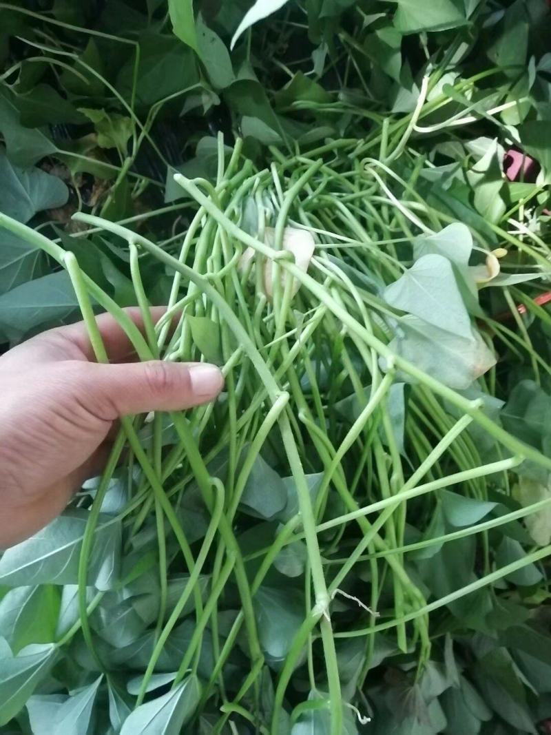 出售脱毒：济薯26红薯苗！高产.瓜型好，口感纯正易储存