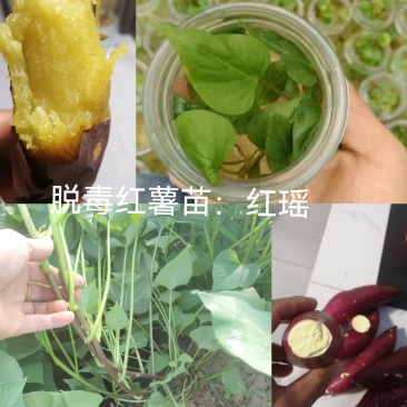 出售脱毒红薯苗：红瑶！基地直发，保证品质！