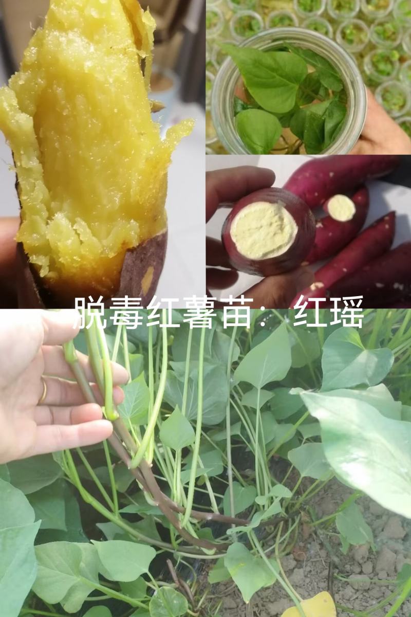 出售脱毒红薯苗：红瑶！基地直发，保证品质！