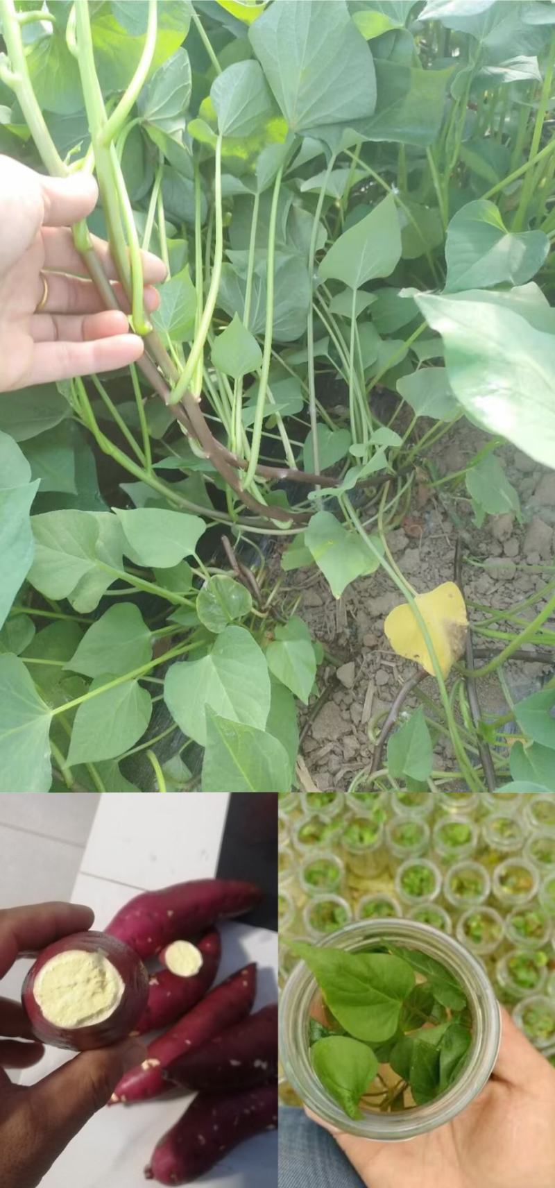 出售脱毒红薯苗：红瑶！基地直发，保证品质！