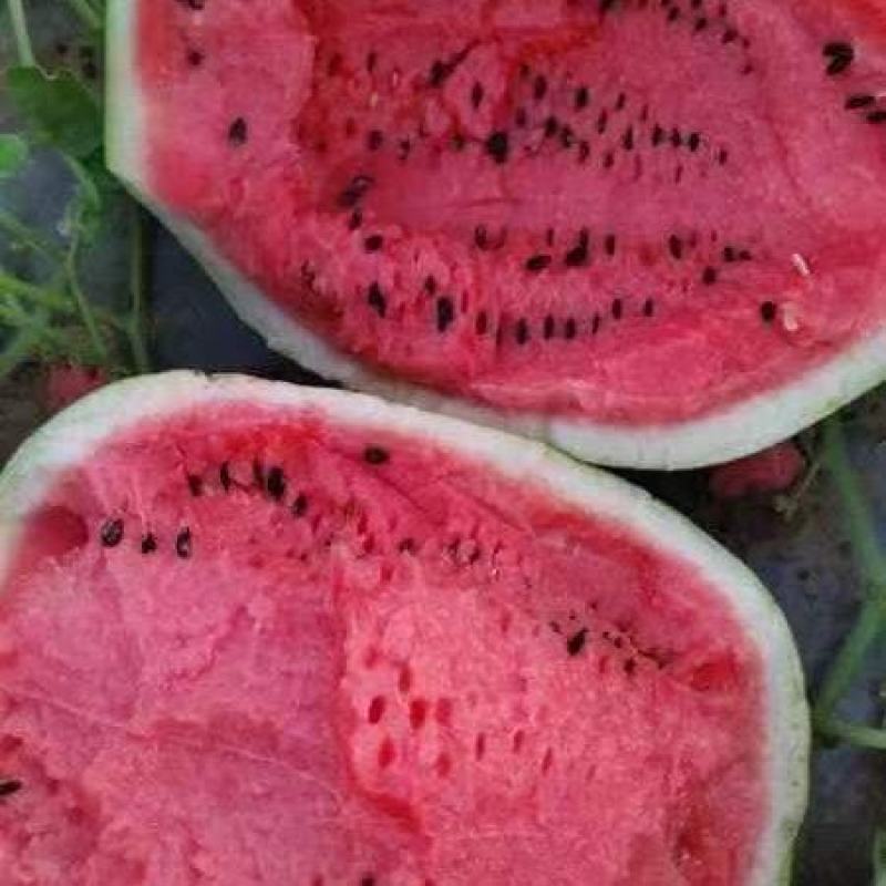 麒麟西瓜