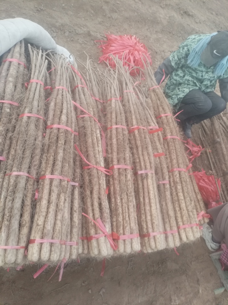 铁棍山药大量现货供应