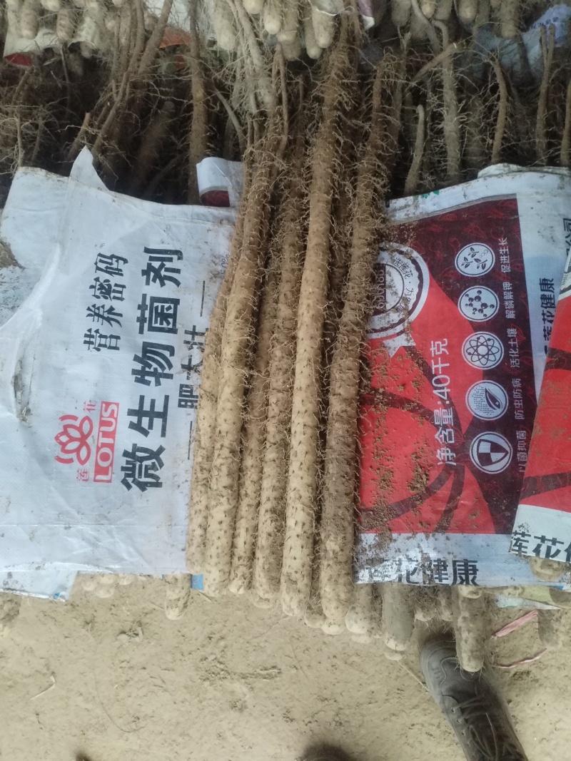 铁棍山药大量现货供应