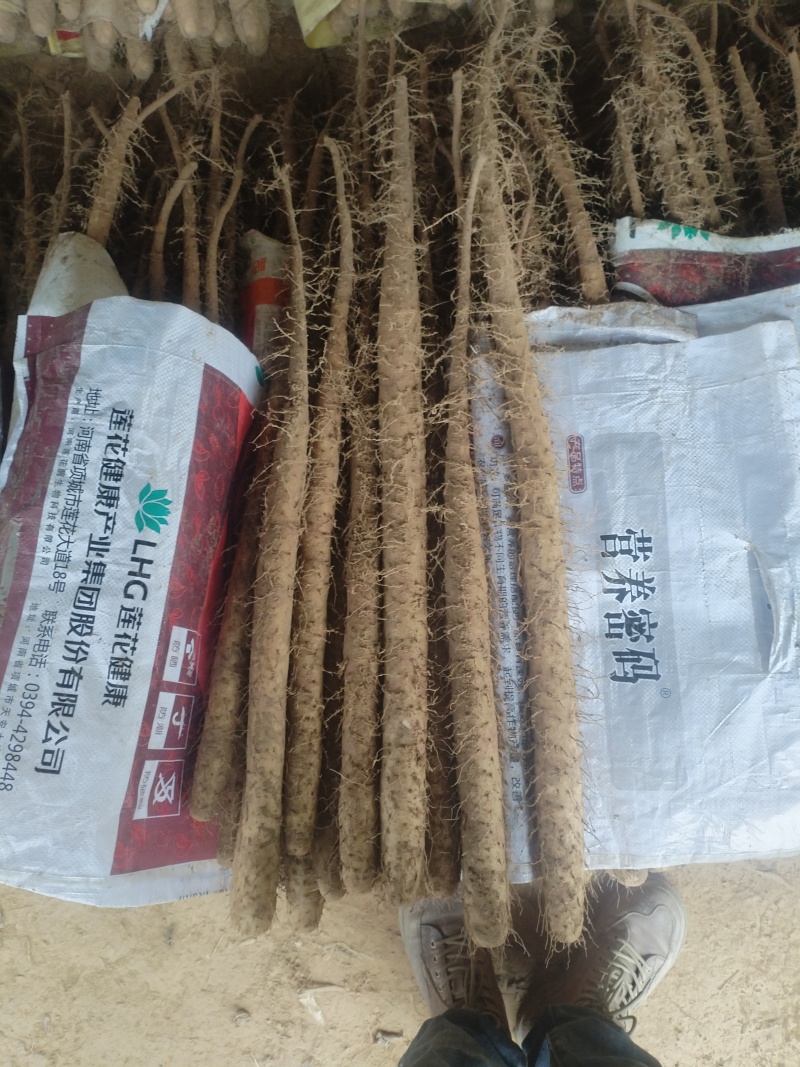 铁棍山药大量现货供应