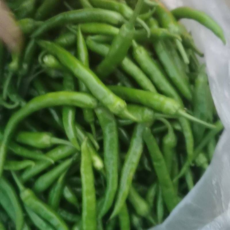山东临沂临朐新苗杭椒大量上市，价格优美，欢迎致电