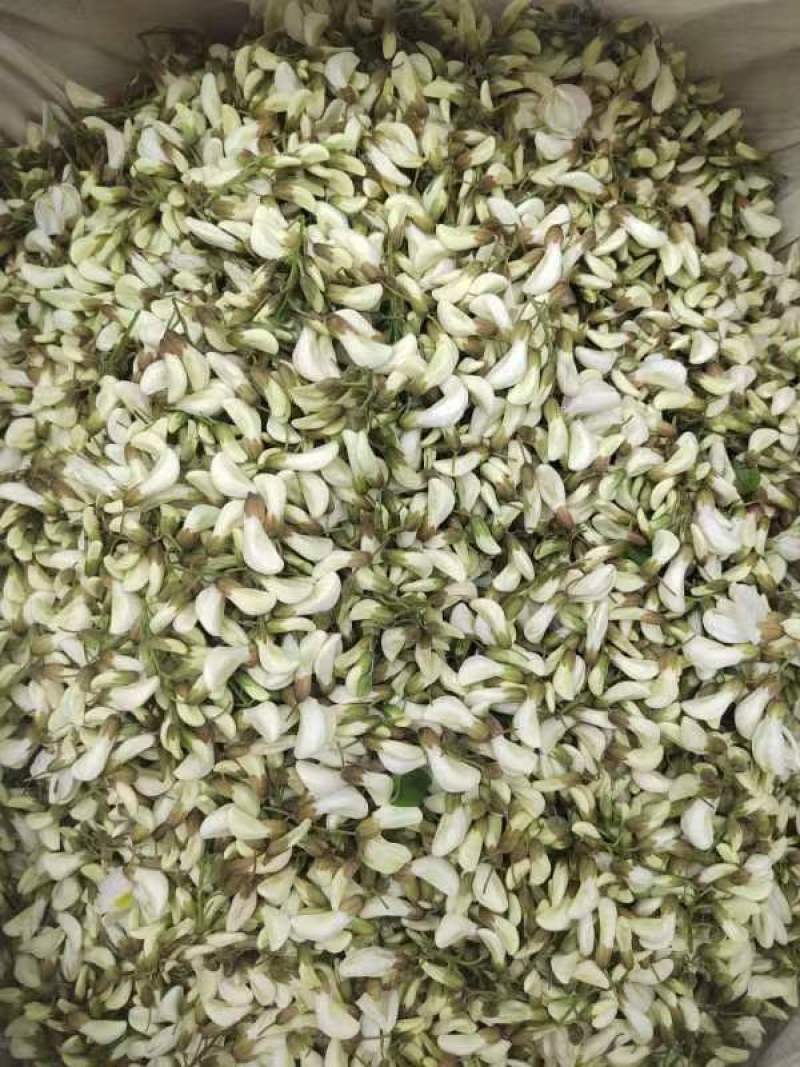 2025新鲜洋槐花，当天采摘发货，大山里的野菜，应季蔬菜