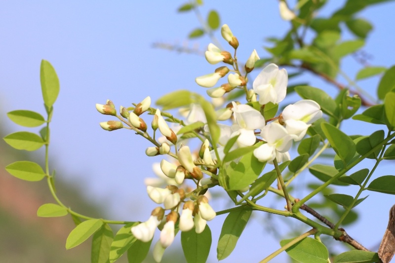 2025新鲜洋槐花，当天采摘发货，大山里的野菜，应季蔬菜