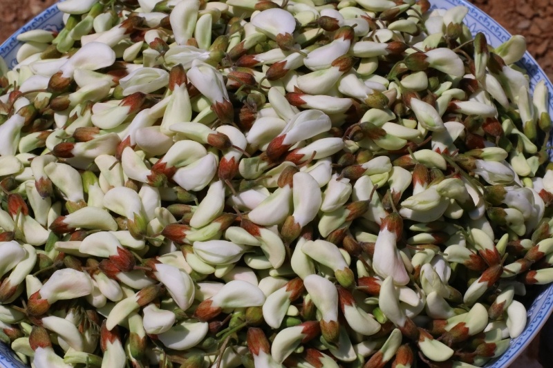 2025新鲜洋槐花，当天采摘发货，大山里的野菜，应季蔬菜