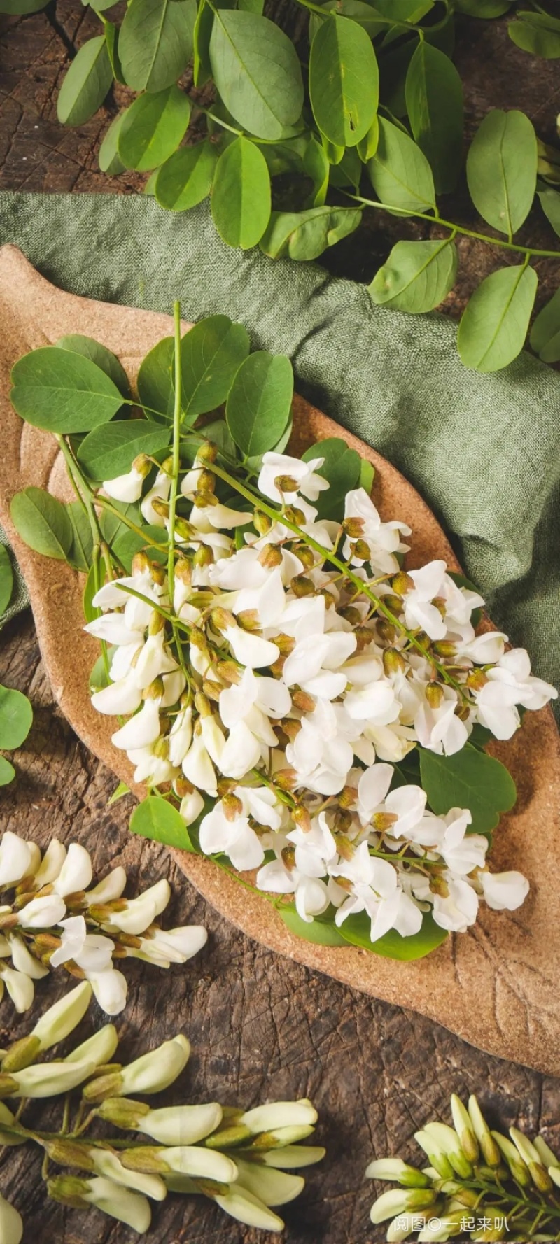 2025新鲜洋槐花，当天采摘发货，大山里的野菜，应季蔬菜
