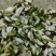 2025新鲜洋槐花，当天采摘发货，大山里的野菜，应季蔬菜